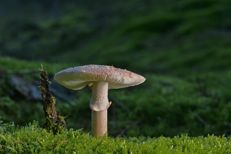 Forest Yoga